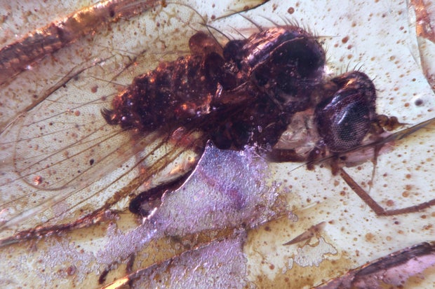 Ancient insects trapped in amber reveal prehistoric life