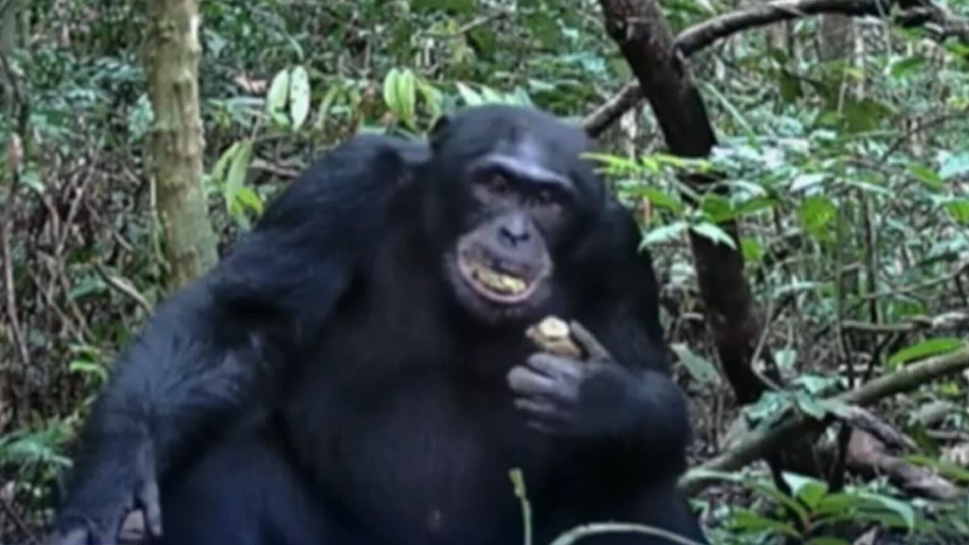 Chimpanzees in the wild drink the same amount of alcohol as two cocktails daily, study reveals