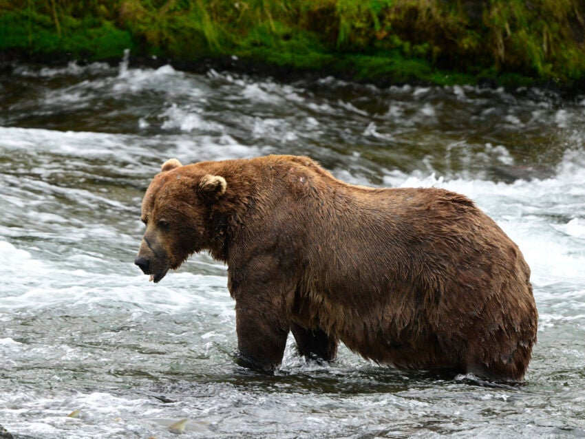 Injured 1,200-Pound Bear Named Winner of Alaska's Fat Bear Week